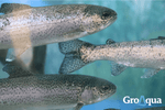 Managing Dissolved Oxygen in Summer - GroAqua