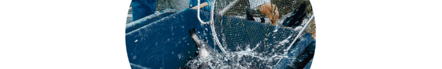 FIAP Fish Grading Grids - GroAqua