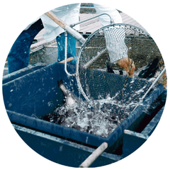 FIAP Fish Grading Grids - GroAqua