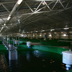 Fish Feeders - GroAqua