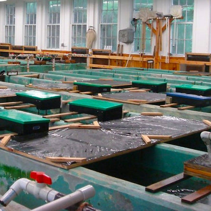 FIAP Profifeed Belt Feeder 3kg 24 Hour - GroAqua