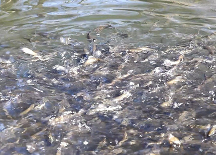 FIAP profifeed Scoop - GroAqua